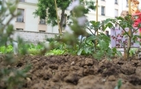 Terre